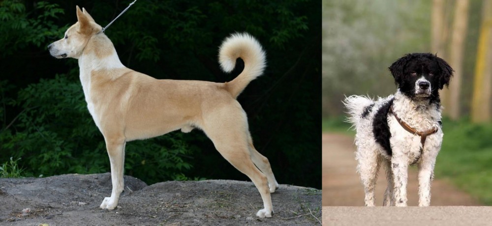 Wetterhoun vs Canaan Dog - Breed Comparison