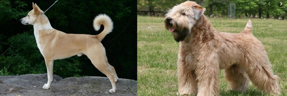 Wheaten Terrier vs Canaan Dog - Breed Comparison