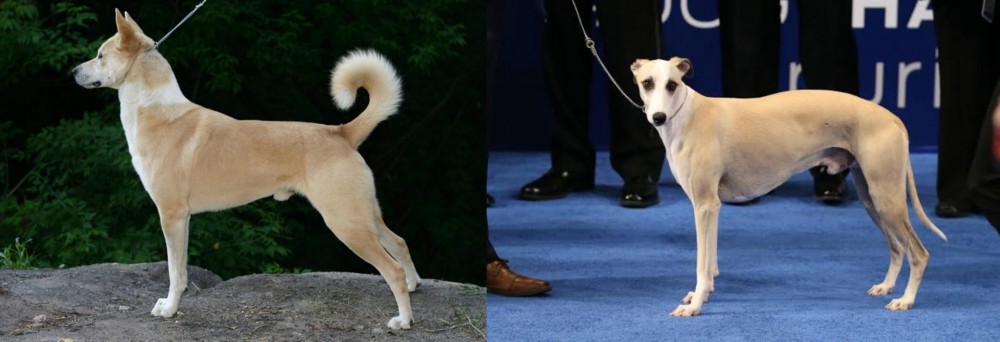 Whippet vs Canaan Dog - Breed Comparison
