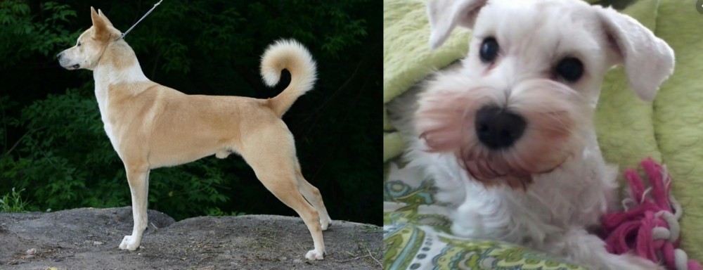 White Schnauzer vs Canaan Dog - Breed Comparison