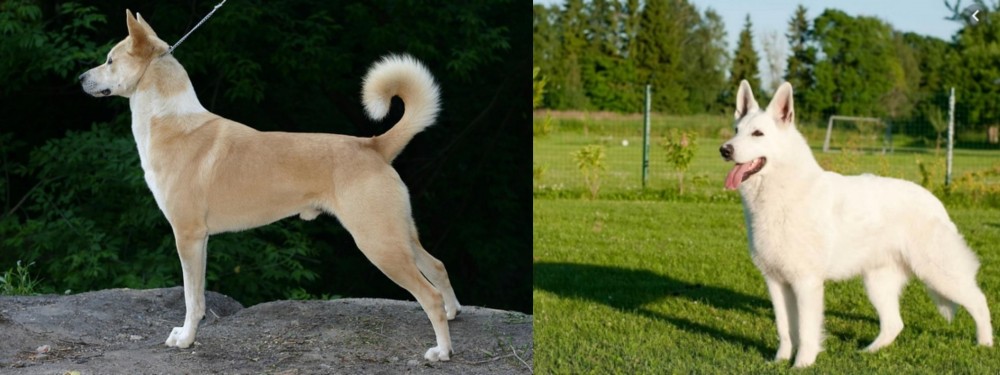 White Shepherd vs Canaan Dog - Breed Comparison