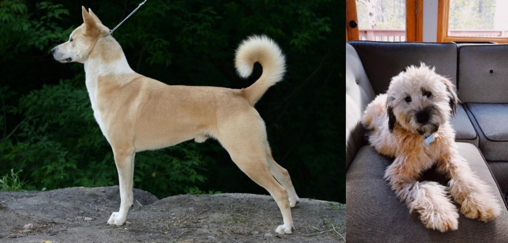 Whoodles vs Canaan Dog - Breed Comparison