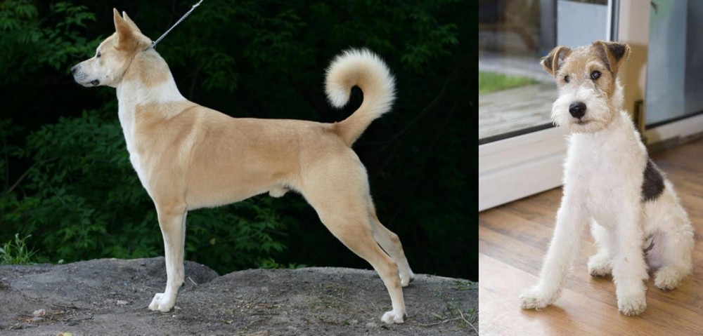 Wire Fox Terrier vs Canaan Dog - Breed Comparison