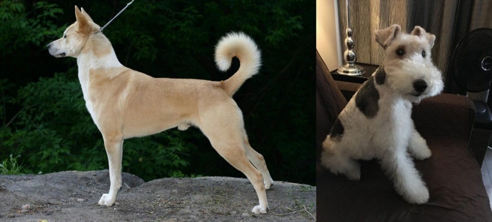 Wire Haired Fox Terrier vs Canaan Dog - Breed Comparison