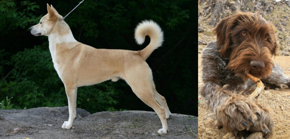 Wirehaired Pointing Griffon vs Canaan Dog - Breed Comparison