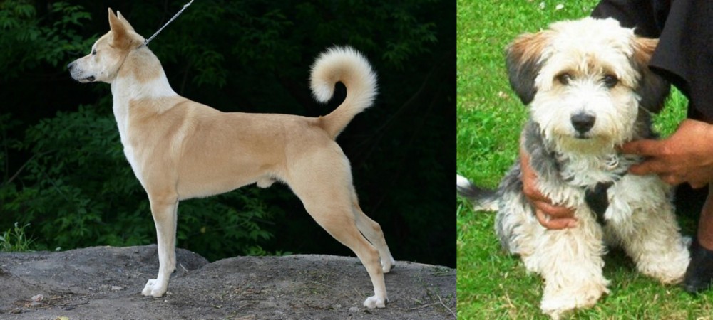 Yo-Chon vs Canaan Dog - Breed Comparison