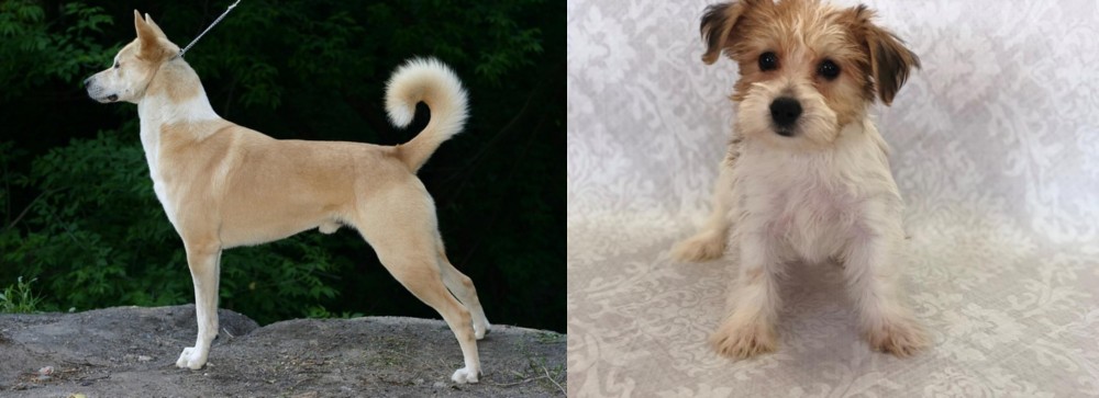 Yochon vs Canaan Dog - Breed Comparison