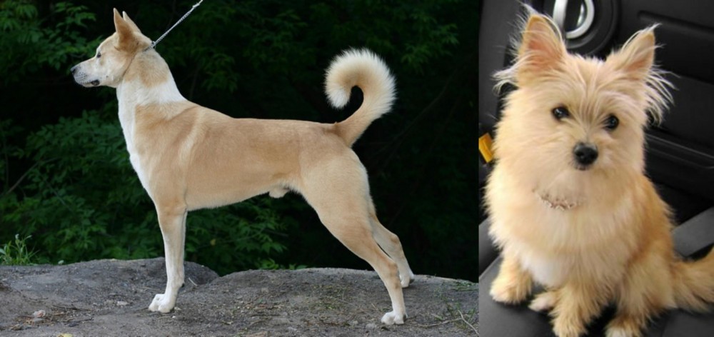 Yoranian vs Canaan Dog - Breed Comparison
