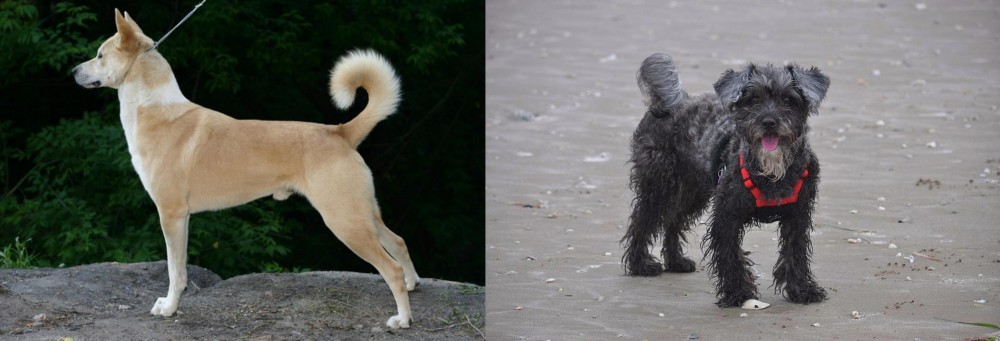 YorkiePoo vs Canaan Dog - Breed Comparison