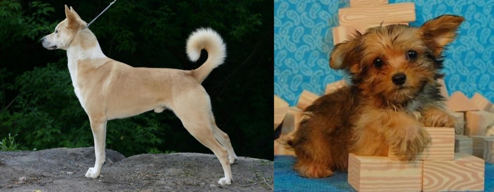 Yorkillon vs Canaan Dog - Breed Comparison