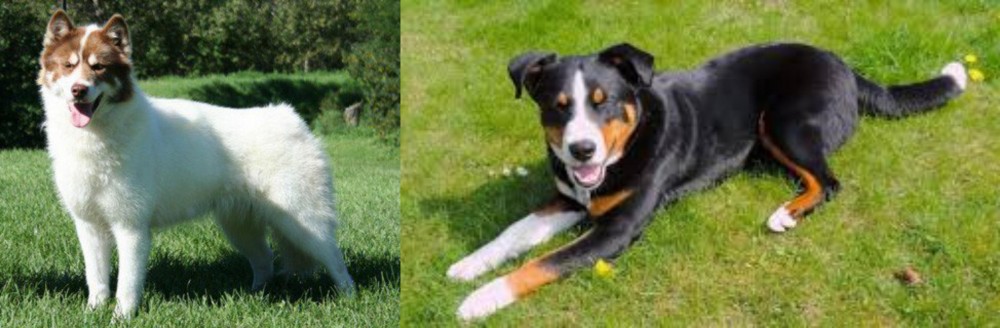 Appenzell Mountain Dog vs Canadian Eskimo Dog - Breed Comparison