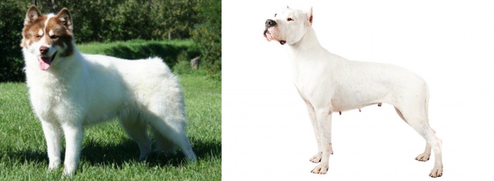 Argentine Dogo vs Canadian Eskimo Dog - Breed Comparison