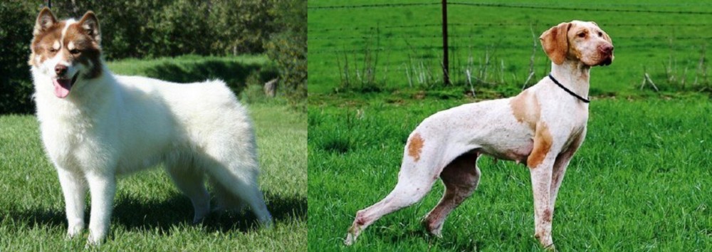Ariege Pointer vs Canadian Eskimo Dog - Breed Comparison