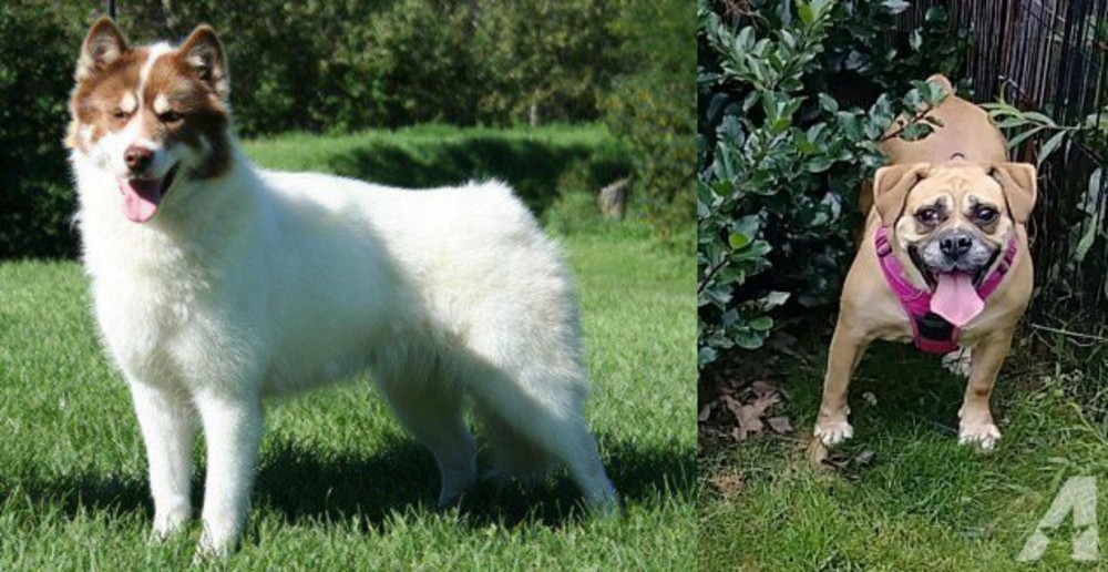 Beabull vs Canadian Eskimo Dog - Breed Comparison