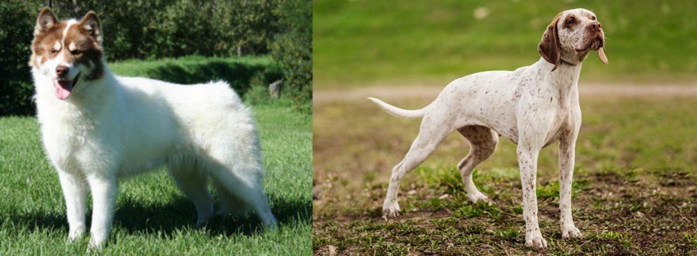 Braque du Bourbonnais vs Canadian Eskimo Dog - Breed Comparison
