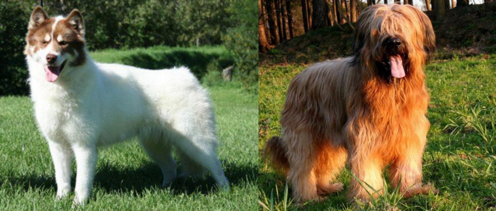 Briard vs Canadian Eskimo Dog - Breed Comparison