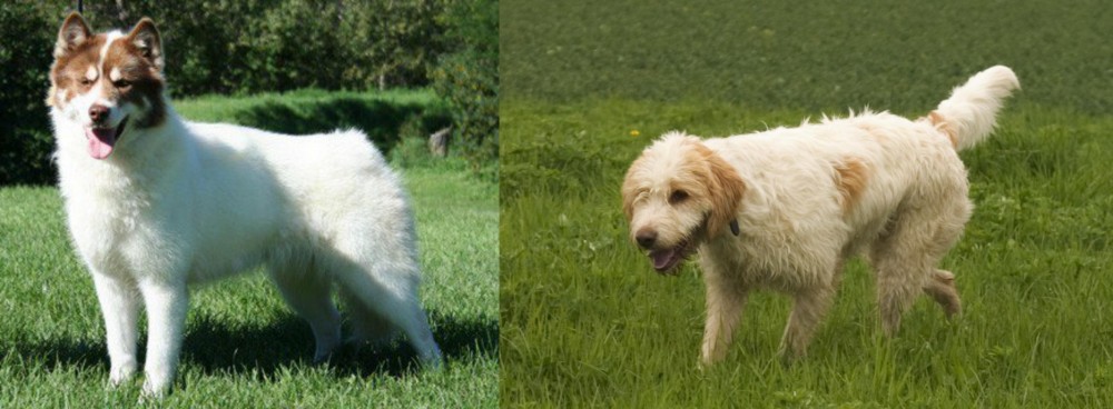 Briquet Griffon Vendeen vs Canadian Eskimo Dog - Breed Comparison
