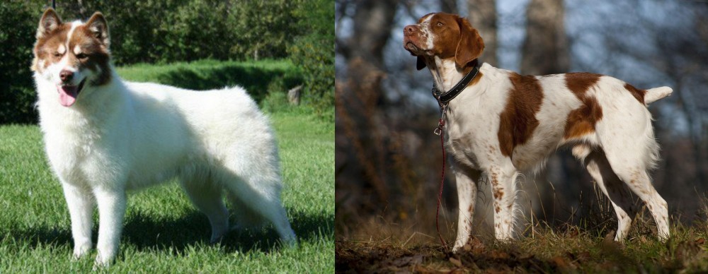 Brittany vs Canadian Eskimo Dog - Breed Comparison