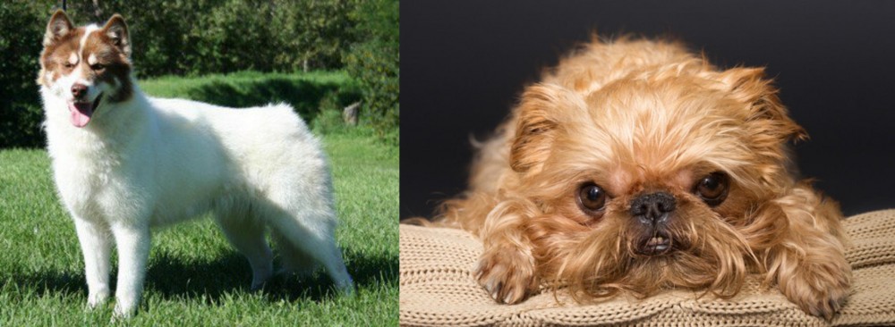 Brug vs Canadian Eskimo Dog - Breed Comparison