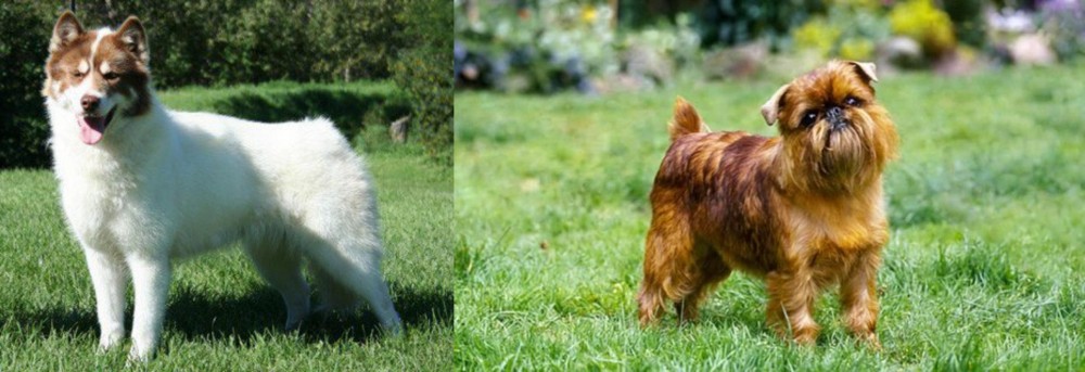 Brussels Griffon vs Canadian Eskimo Dog - Breed Comparison