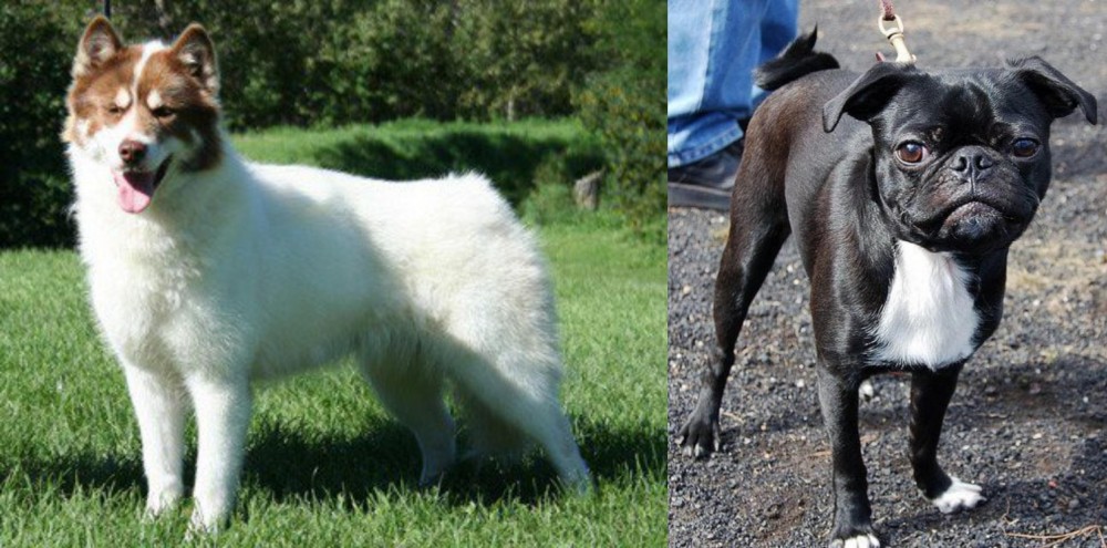 Bugg vs Canadian Eskimo Dog - Breed Comparison