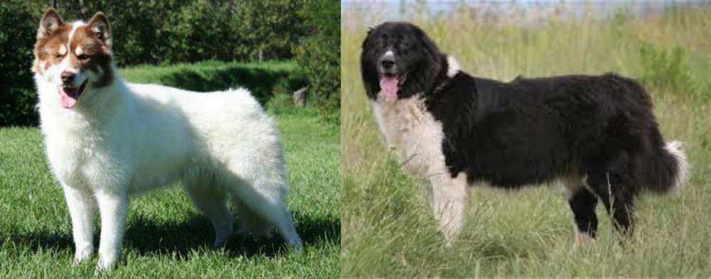 Bulgarian Shepherd vs Canadian Eskimo Dog - Breed Comparison