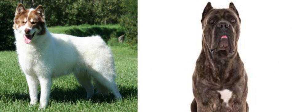 Cane Corso vs Canadian Eskimo Dog - Breed Comparison