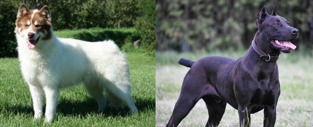 Canis Panther vs Canadian Eskimo Dog - Breed Comparison