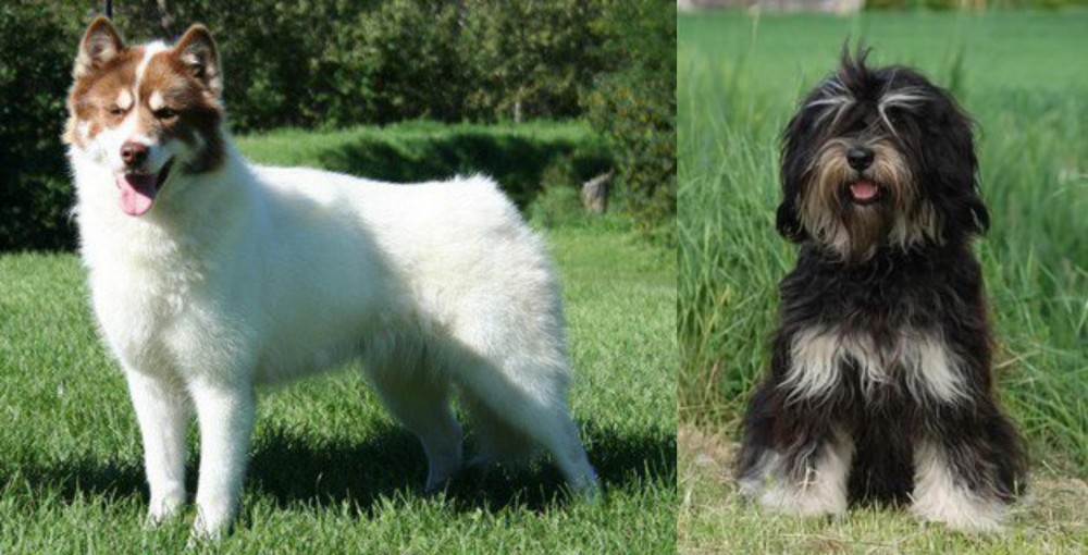 Cao da Serra de Aires vs Canadian Eskimo Dog - Breed Comparison
