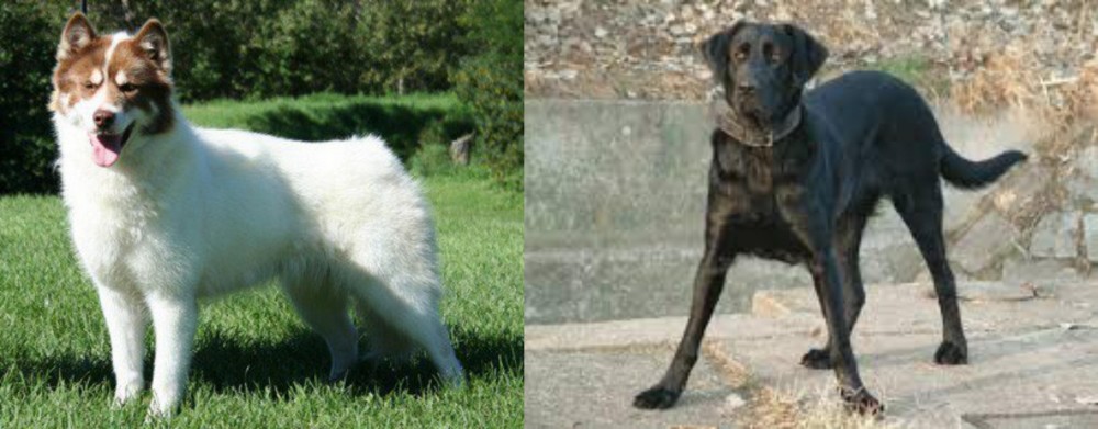 Cao de Castro Laboreiro vs Canadian Eskimo Dog - Breed Comparison