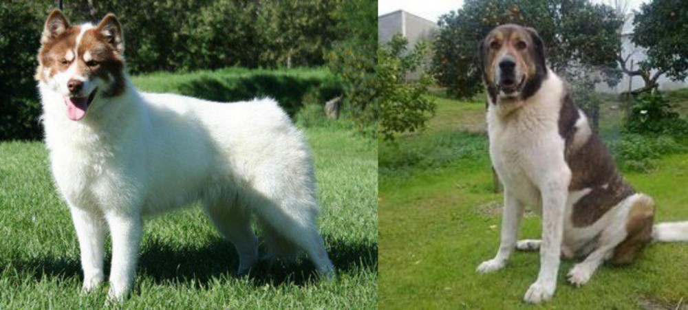 Cao de Gado Transmontano vs Canadian Eskimo Dog - Breed Comparison