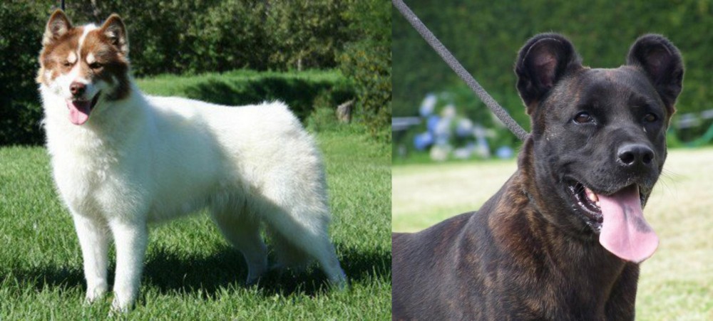 Cao Fila de Sao Miguel vs Canadian Eskimo Dog - Breed Comparison
