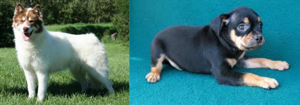 Carlin Pinscher vs Canadian Eskimo Dog - Breed Comparison