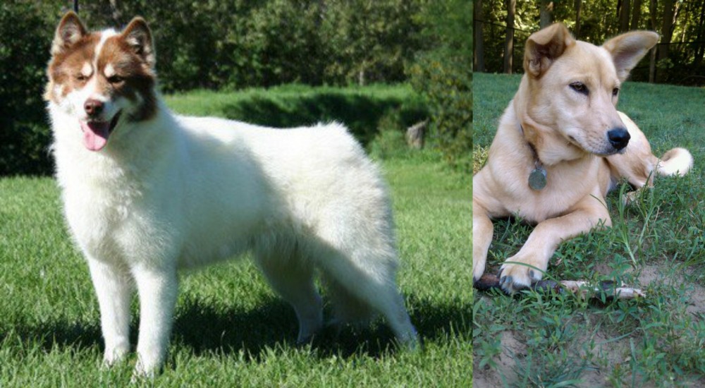 Carolina Dog vs Canadian Eskimo Dog - Breed Comparison