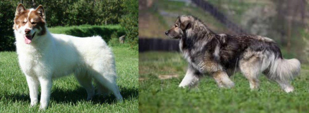 Carpatin vs Canadian Eskimo Dog - Breed Comparison