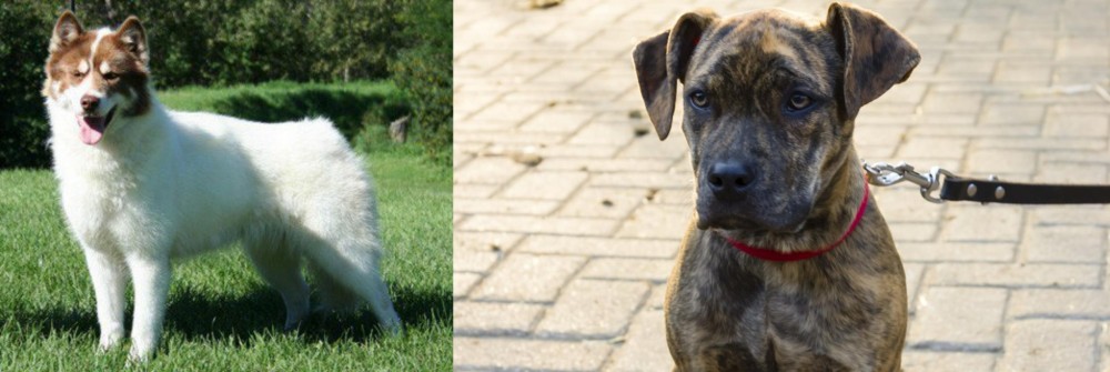 Catahoula Bulldog vs Canadian Eskimo Dog - Breed Comparison