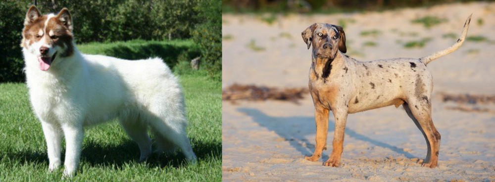 Catahoula Cur vs Canadian Eskimo Dog - Breed Comparison