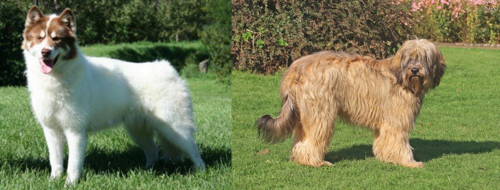 Catalan Sheepdog vs Canadian Eskimo Dog - Breed Comparison