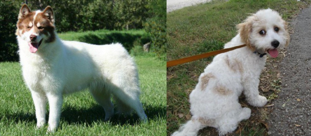 Cavachon vs Canadian Eskimo Dog - Breed Comparison