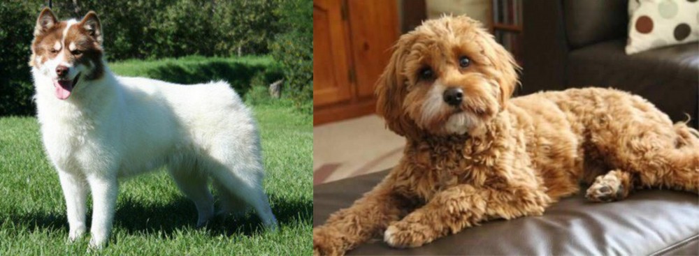 Cavapoo vs Canadian Eskimo Dog - Breed Comparison