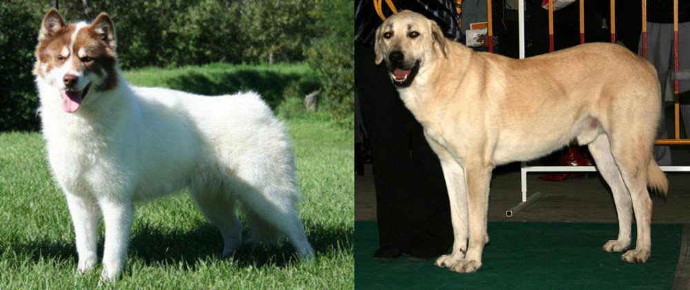 Central Anatolian Shepherd vs Canadian Eskimo Dog - Breed Comparison
