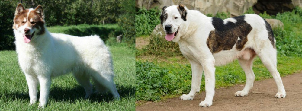Central Asian Shepherd vs Canadian Eskimo Dog - Breed Comparison