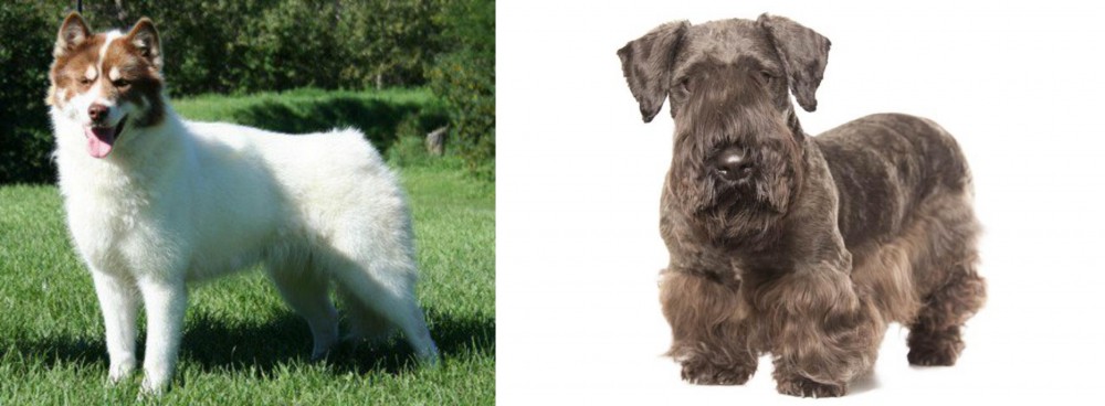 Cesky Terrier vs Canadian Eskimo Dog - Breed Comparison