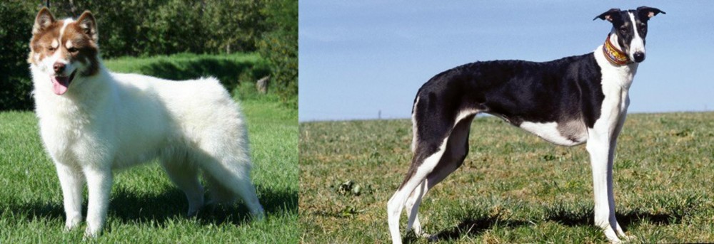 Chart Polski vs Canadian Eskimo Dog - Breed Comparison