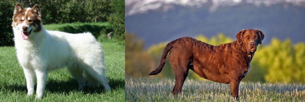 Chesapeake Bay Retriever vs Canadian Eskimo Dog - Breed Comparison