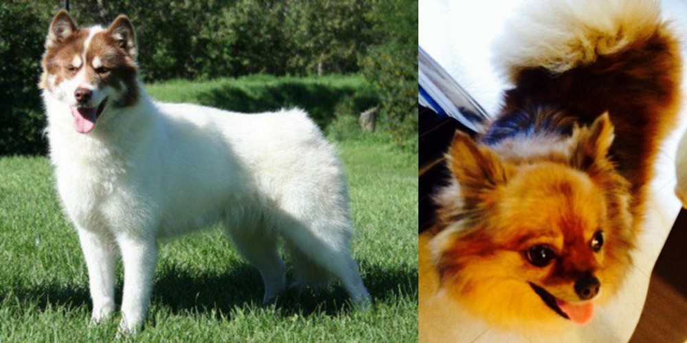 Chiapom vs Canadian Eskimo Dog - Breed Comparison