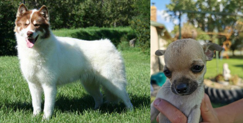 Chihuahua vs Canadian Eskimo Dog - Breed Comparison