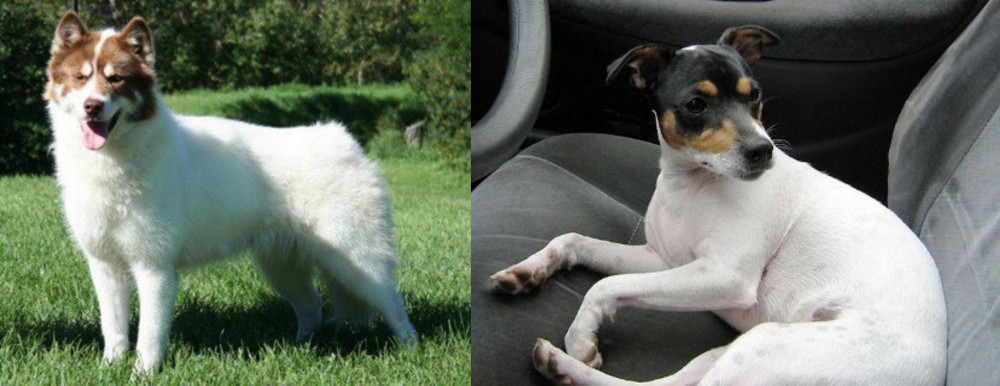 Chilean Fox Terrier vs Canadian Eskimo Dog - Breed Comparison