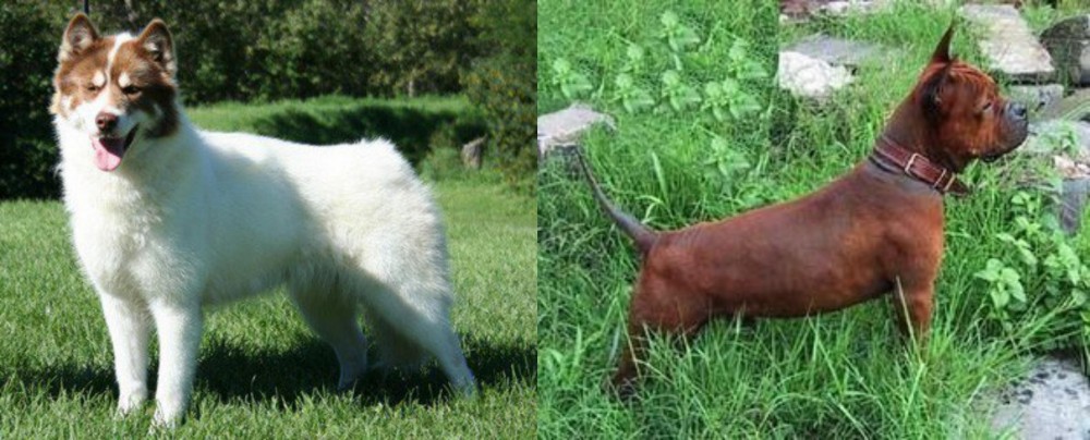 Chinese Chongqing Dog vs Canadian Eskimo Dog - Breed Comparison