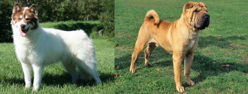 Chinese Shar Pei vs Canadian Eskimo Dog - Breed Comparison